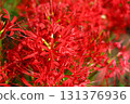 紅蜘蛛百合 131376936