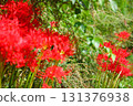 紅蜘蛛百合 131376938