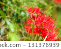 紅蜘蛛百合 131376939