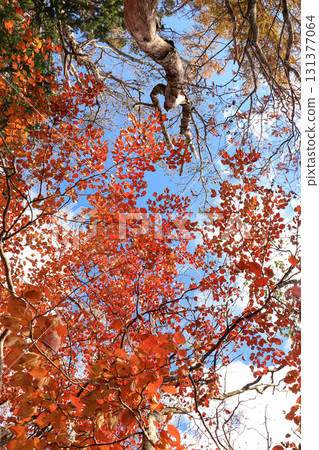 Mountain foliage　 131377064