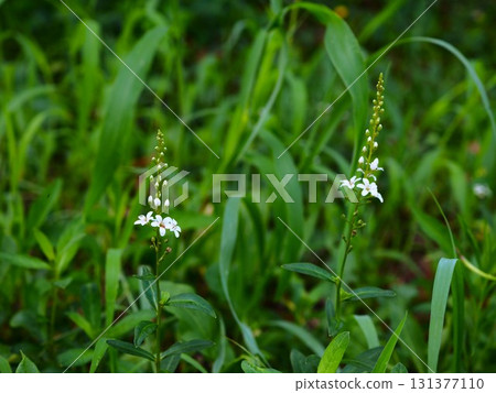 White flowers of the swamp gooseberry blooming in Shibata Castle Ruins Park 131377110