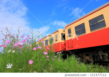 小湊鐵道「波斯菊與彩色列車」映襯著藍天 131377112