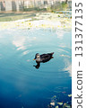 游泳鴨 131377135