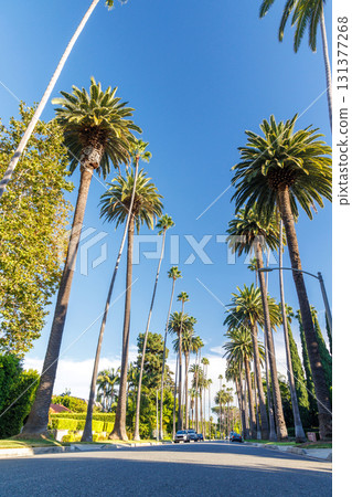 Iconic Beverly Hills street lined with towering palm trees under a bright sunny sky Iconic Beverly Hills street lined with towering palm trees under a bright sunny sky 131377268