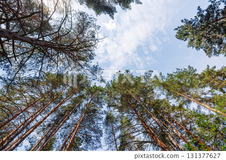 Tall coniferous forest on a summer day 131377627