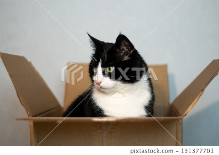 Mischievous black and white cat peeks out from delivery box, paws gripping the edges. Playful curiosity of young cats in simple household settings. Mischievous black and white cat peeks out from delivery box, paws gripping the edges. Playful curiosity of young cats in simple household settings. 131377701