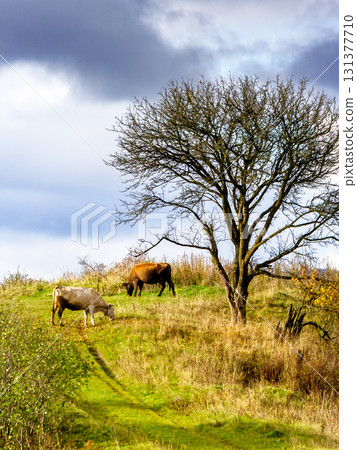 cows grazing on rural field near the tree with no foliage whatsoever. grass fed cattle on the steep hill. dramatic autumnal weather in countryside of ukraine 131377710