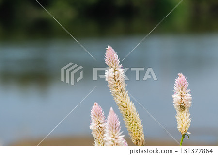 淀川河畔的花朵盛開:大阪府枚方市野藤 淀川河畔的花朵盛開:大阪府枚方市野藤 131377864