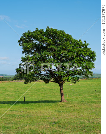 Lone tree stands in a green field under a bright blue sky in rural West Cork, Ireland. Lone tree stands in a green field under a bright blue sky in rural West Cork, Ireland. 131377973