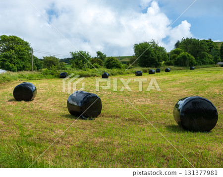 Black plastic-wrapped hay bales rest on green grass in a field of West Cork. Trees, blue sky, and white clouds fill the horizon on a bright day. Black plastic-wrapped hay bales rest on green grass in a field of West Cork. Trees, blue sky, and white clouds fill the horizon on a bright day. 131377981