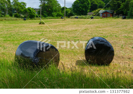 Black-wrapped round hay bales are scattered across a green and yellow field. Trees and a house are visible in the background on a cloudy day in West Cork. Black-wrapped round hay bales are scattered across a green and yellow field. Trees and a house are visible in the background on a cloudy day in West Cork. 131377982