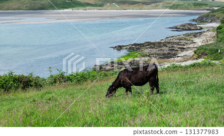 Black cow grazes in green field overlooking calm ocean in scenic West Cork, Ireland on a bright sunny day. Black cow grazes in green field overlooking calm ocean in scenic West Cork, Ireland on a bright sunny day. 131377983