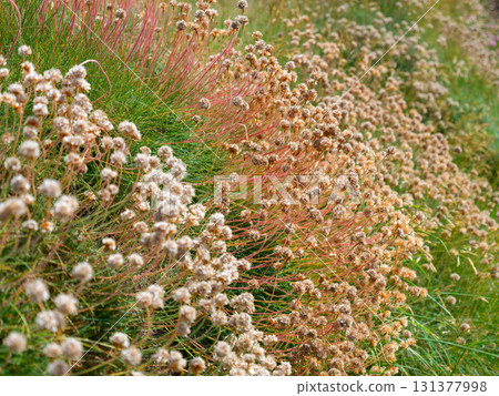 Sea thrift covers a grassy hillside in West Cork, Ireland during the daytime. Sea thrift covers a grassy hillside in West Cork, Ireland during the daytime. 131377998