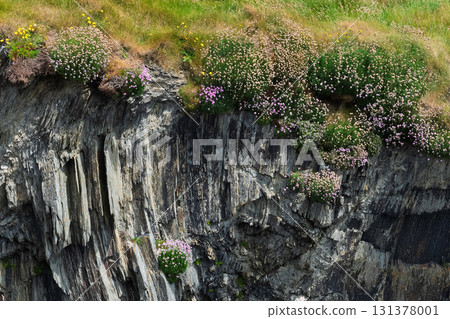 Wildflowers, including sea thrift, grow along the top and down the sides of a steep, rocky cliff face. The stone has a layered, textured appearance in West Cork, Ireland. Wildflowers, including sea thrift, grow along the top and down the sides of a steep, rocky cliff face. The stone has a layered, textured appearance in West Cork, Ireland. 131378001