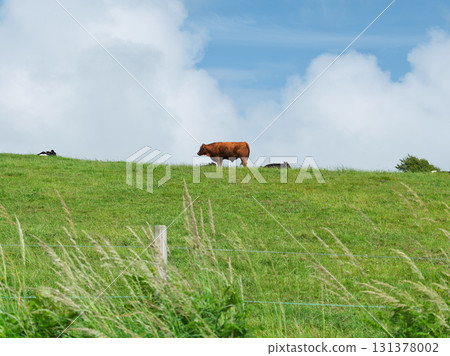 Cattle grazing in the green pastures of rural West Cork under a bright blue sky with fluffy clouds, Ireland. 131378002