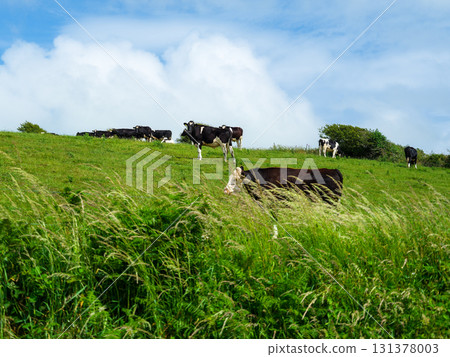 Green fields meet a blue sky where cows graze, creating a rural harmony. Green fields meet a blue sky where cows graze, creating a rural harmony. 131378003