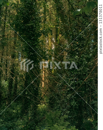 A view of a dense woodland in West Cork, Ireland. Trees are heavily covered in green ivy, creating a thick, natural canopy. Light filters through the trees. 131378011