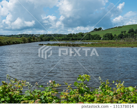 Scenic view of a lake with a swan, surrounded by lush vegetation in West Cork, Ireland. Scenic view of a lake with a swan, surrounded by lush vegetation in West Cork, Ireland. 131378014