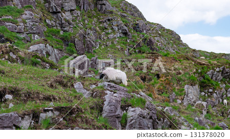 A sheep forages on the steep, rocky slopes of Dunloe Gap in Ireland. Green grass and moss grow among the rocks, creating a picturesque scene of Irish countryside. A sheep forages on the steep, rocky slopes of Dunloe Gap in Ireland. Green grass and moss grow among the rocks, creating a picturesque scene of Irish countryside. 131378020