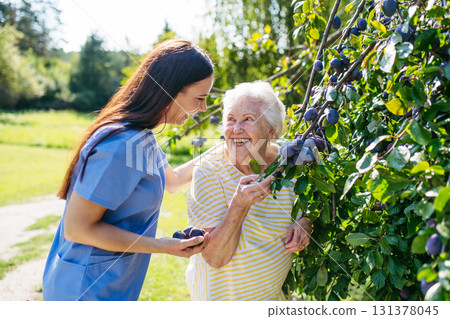 Home nurse and elderly lady harvesting plums in garden. Home nurse and elderly lady harvesting plums in garden. 131378045