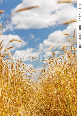Golden rye field swaying gently under the sun 131378124