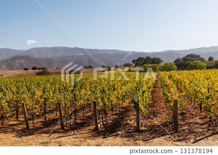 Sunny California vineyard landscape with green vines, blue sky Sunny California vineyard landscape with green vines, blue sky 131378194