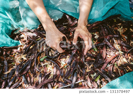 a farmer grabs carob pods from green nets in Spain 131378497