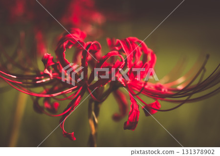 Cluster amaryllis Cluster amaryllis 131378902