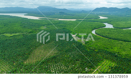 Aerial View of Palm Plantation and Forest Edge 131378959