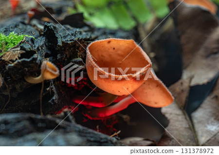 Jungle Jewels Colorful Champagne Mushrooms on Decayed Wood 131378972