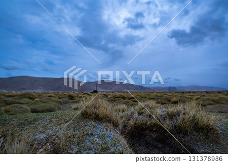 Highland Grassland under Cloudy Skygrasslands 131378986
