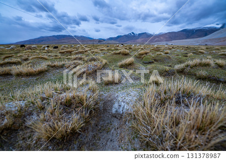 Highland Grassland under Cloudy Skygrasslands 131378987