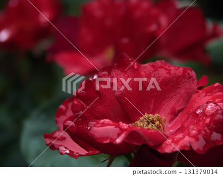 A beautiful red rose flower "Kazagiruma" bloomed in June A beautiful red rose flower "Kazagiruma" bloomed in June 131379014