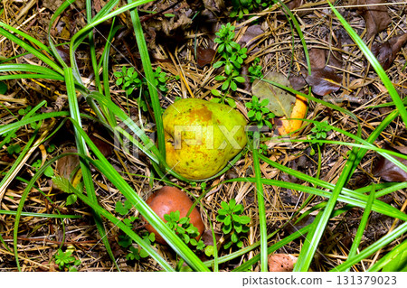 Autumn. Fallen fruits lie in the grass. Autumn. Fallen fruits lie in the grass. 131379023