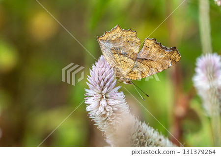 一隻北方蛺蝶正在吸食鈴蘭花蜜 一隻北方蛺蝶正在吸食鈴蘭花蜜 131379264