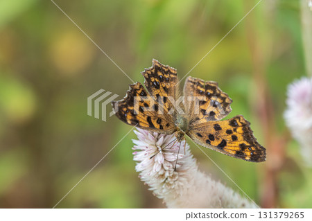 一隻北方蛺蝶正在吸食鈴蘭花蜜 131379265