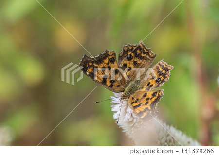 一隻北方蛺蝶正在吸食鈴蘭花蜜 131379266