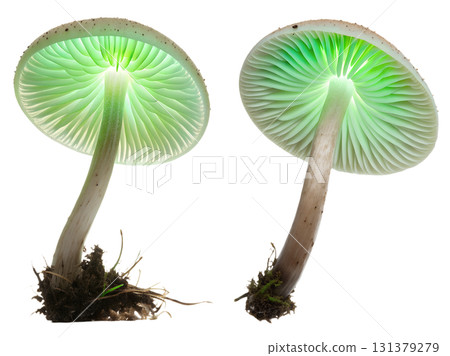 Mycena chlorophos glowing green mushroom, bioluminescent fungi isolated on transparent background 131379279