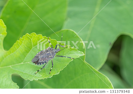 馬達拉蟲 131379348