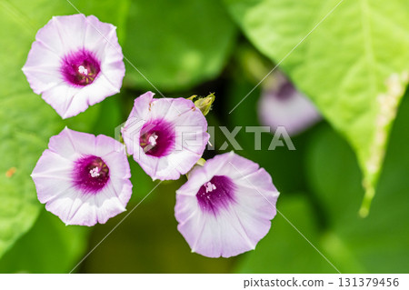 Affiliation 131379456