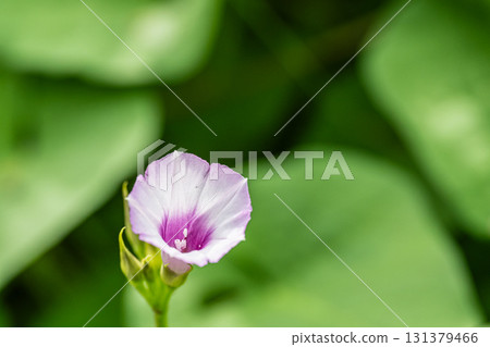 Hoshiasagao Hoshiasagao 131379466