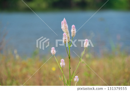 Flowers blooming on the banks of the Yodo River: Nogaitou, Hirakata City, Osaka Prefecture 131379555