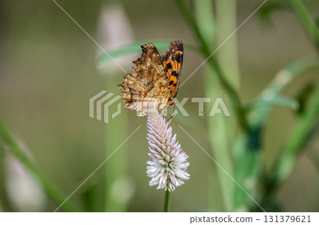 A northern admiral butterfly sucking nectar from a lily of the valley A northern admiral butterfly sucking nectar from a lily of the valley 131379621