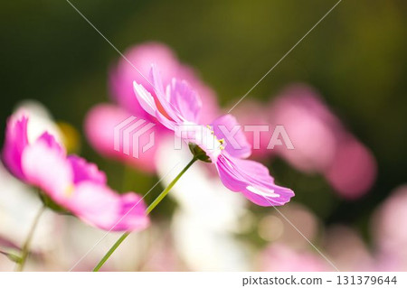 Pretty cosmos 131379644