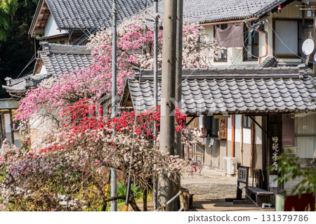 龍寶寺高澤觀音寺院內的春景 131379786
