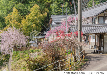 Spring view of the Takazawa Kannon temple grounds at Ryuhoji Temple Spring view of the Takazawa Kannon temple grounds at Ryuhoji Temple 131379787