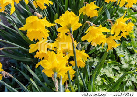 Yellow spring daffodil flowers in the park. 131379883