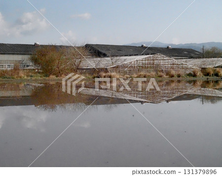 A rural landscape with flooded rice fields and greenhouses (Kancho Plain in spring) 131379896