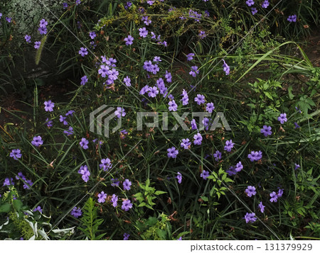 Purple flowers bathed in sunlight (Yanagibaruirasou) Purple flowers bathed in sunlight (Yanagibaruirasou) 131379929