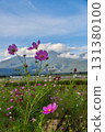 Cosmos landscape and Yatsugatake 131380100
